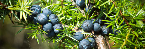 The Amazing Benefits and Uses of Juniper Berry Essential Oil
