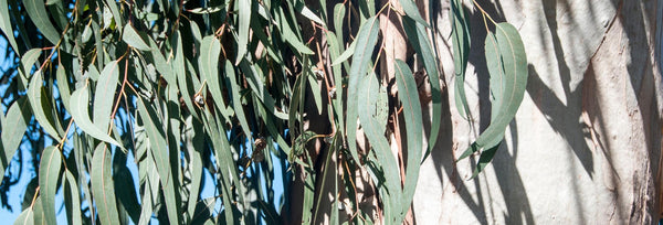 Learn about Eucalyptus essential oil and how it can improve your health and wellbeing