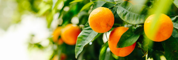 Learn about Tangerine essential oil and how it can improve your health and wellbeing