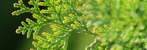 The History of Hinoki Japanese Cypress and the Uses of Hinoki Essential Oil