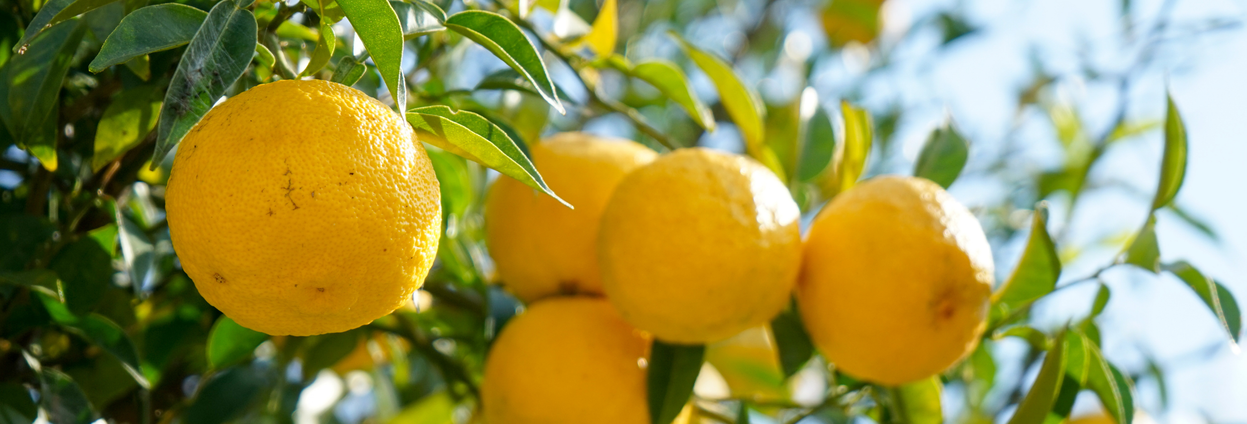 What Is Yuzu? Learn How to Cook With it, Store It, and More