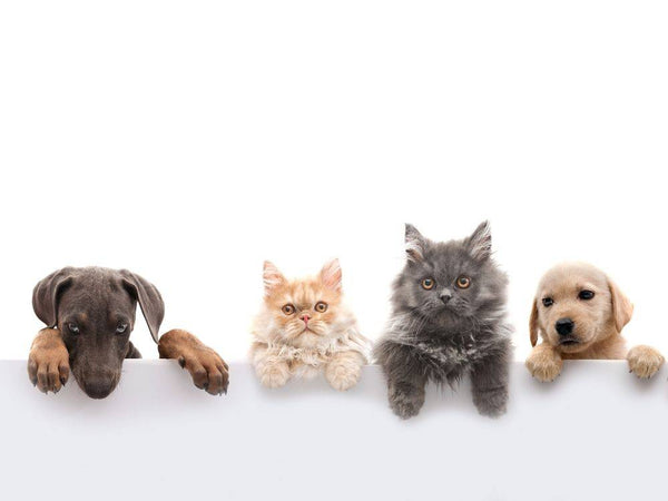 Essential Oils That Are Safe for Your Pet