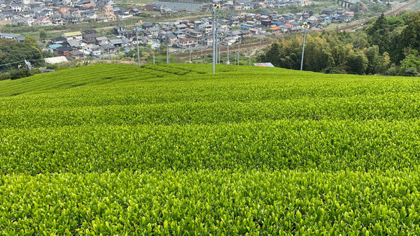 Wondrous World of Green Tea: China and Japan