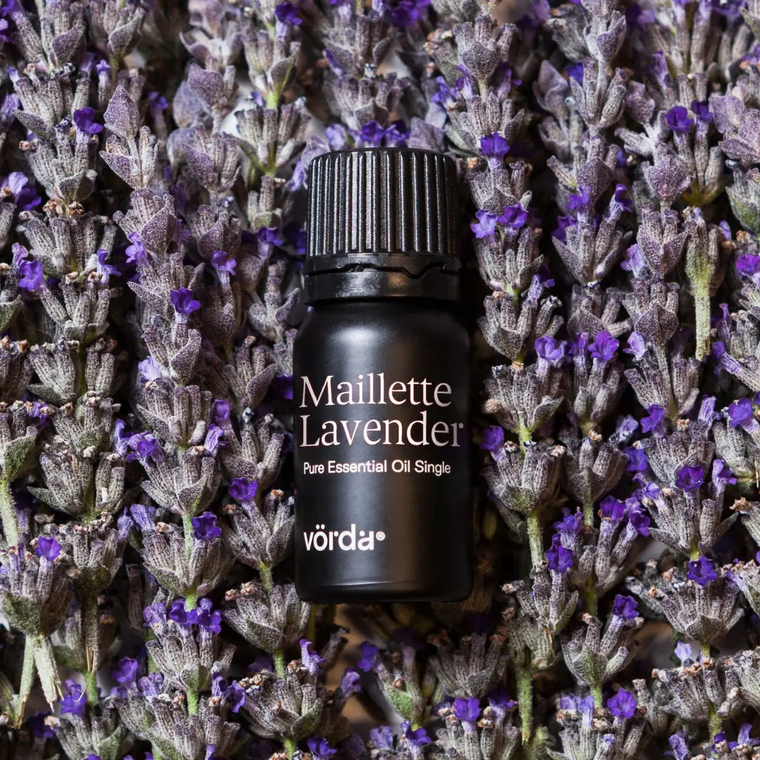 lavender oil plant Maillette Lavender Essential Oil for Sleep & Stress Relief