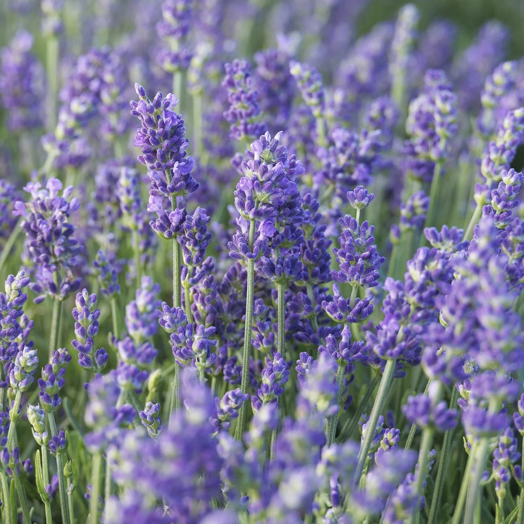 maillette lavender plants Maillette Lavender Essential Oil for Sleep & Stress Relief