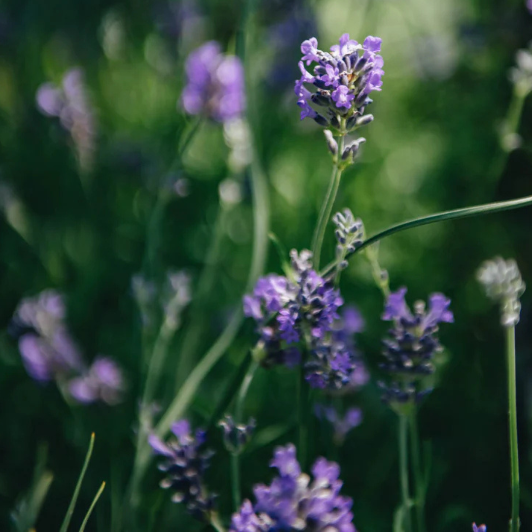spike lavender plant Spike Lavender Essential Oil for Relaxation & Focus