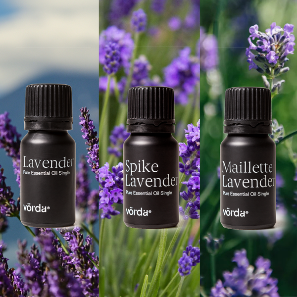 lavender flower essential oil Vorda